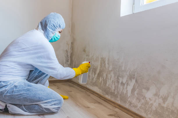 Professional mold removal team in Morristown